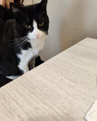 Gatto miao