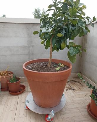 porta vaso