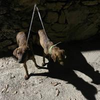 Coppia segugi maremmani