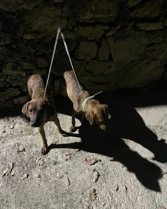 Coppia segugi maremmani