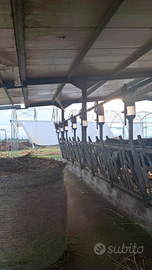 Autoalimentatore a calate per bovini