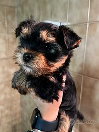 Cucciola yorkshire terrier femmina
