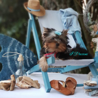 Yorkshire Terrier mini