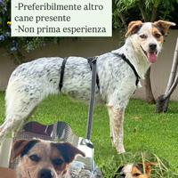 Mix Australian cattle dog