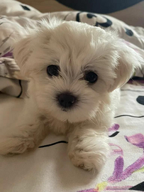 Maltese& maltesi