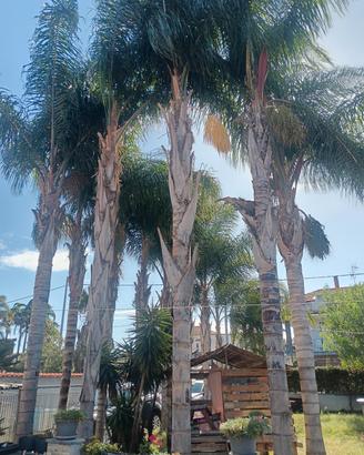 albero cocus