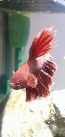 Pesce