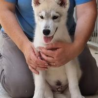 Cuccioli siberian husky maschi con pedigree