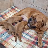 Allevamento di Dogue de Bordeaux