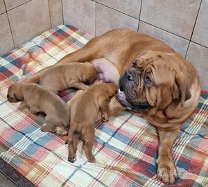 Allevamento di Dogue de Bordeaux