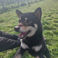 Stallone SHIBA INU disponibile per monte