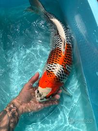 Carpe koi