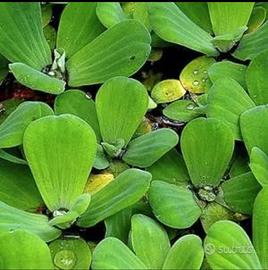 Pistia / Lattuga d'acqua galleggiante - 5