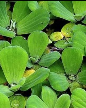 Pistia / Lattuga d'acqua galleggiante - 5