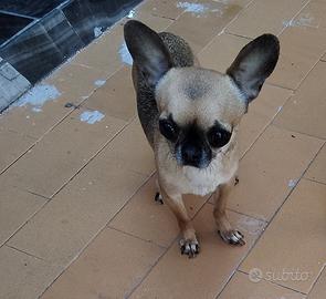 Xfeè chihuahua mini Toy