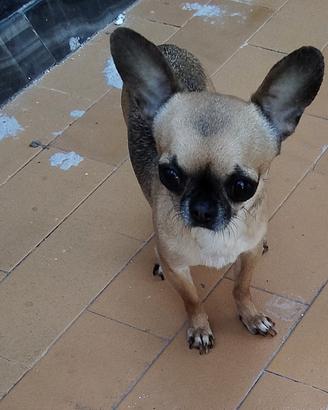 Xfeè chihuahua mini Toy