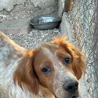 Femmina di setter