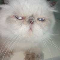 Gatto persiano maschio