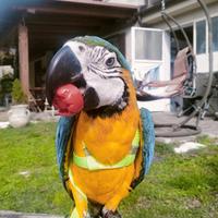 Pettorina per qualunque specie pappagallo