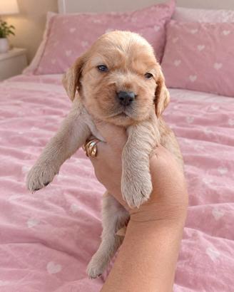 Cocker inglese