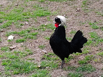 Galletto olandese nano ciuffato