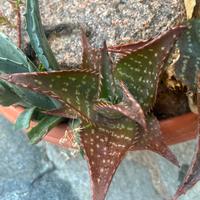 Cinque piante di aloe saponaria