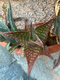 Cinque piante di aloe saponaria
