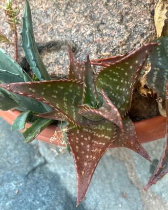 Cinque piante di aloe saponaria