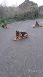 Cucciola pastore tedesco