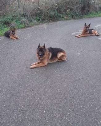 Cucciola pastore tedesco