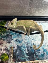 Camaleonte e terrario