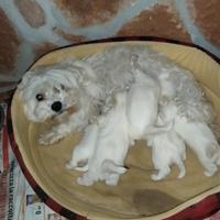 Cuccioli di maltese