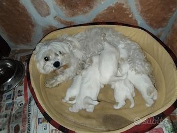 Cuccioli di maltese