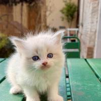 Cuccioli di ragdoll