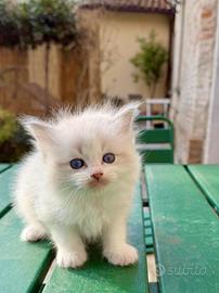 Cuccioli di ragdoll