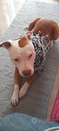 Amstaff/Pitbull femmina