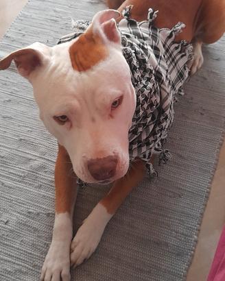 Amstaff/Pitbull femmina