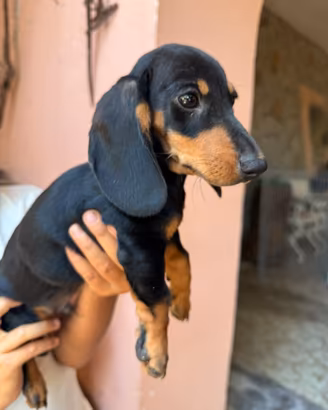 2 bassotti nano Maschio nero focato