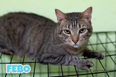 Febo e Frollo gattini tigrati di 1 anno