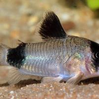 Corydoras Panda