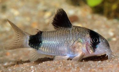Corydoras Panda