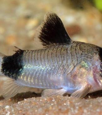 Corydoras Panda
