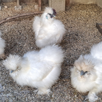 Moroseta silkie White
