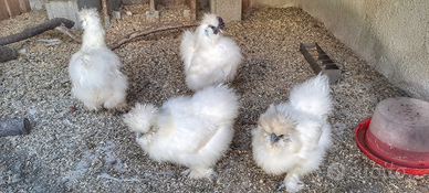 Moroseta silkie White