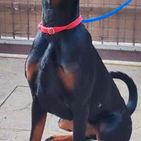 Dobermann Femmina Cucciolona