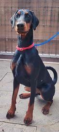 Dobermann Femmina Cucciolona