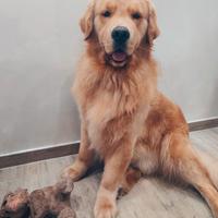 Golden retriever americano disponibile per monta