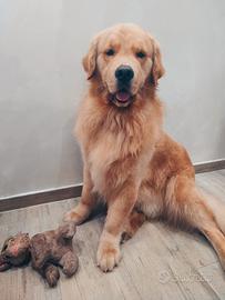 Golden retriever americano disponibile per monta