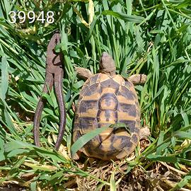 T. hermanni MASCHIO cb 2021 (39948)