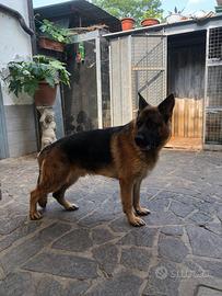 Pastore tedesco maschio